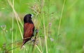 Beautiful small bird Chestnut Munia standing on the grasses Royalty Free Stock Photo