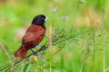 Beautiful small bird Chestnut Munia standing on the grasses Royalty Free Stock Photo