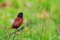 Beautiful small bird Chestnut Munia standing on the grasses Royalty Free Stock Photo