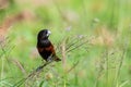 Beautiful small bird Chestnut Munia standing on the grasses Royalty Free Stock Photo