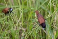 Beautiful small bird Chestnut Munia standing on the grasses with nature background Royalty Free Stock Photo