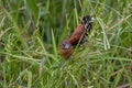 Beautiful small bird Chestnut Munia standing on the grasses with nature background Royalty Free Stock Photo