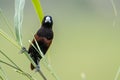 Beautiful small bird Chestnut Munia standing on the grasses with nature background Royalty Free Stock Photo