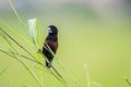 Beautiful small bird Chestnut Munia standing on the grasses with nature background Royalty Free Stock Photo