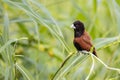 Beautiful small bird Chestnut Munia standing on the grasses with nature background Royalty Free Stock Photo