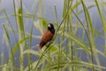 Beautiful small bird Chestnut Munia standing on the grasses with nature background Royalty Free Stock Photo