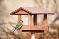 Beautiful small bird great tit on bird feeder