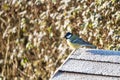 Beautiful small bird great tit on bird feeder