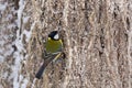 Beautiful small bird great tit or Parus major bird sitting on the snow covered tree branch in winter