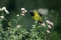 Beautiful Small Birds and Wild Flowers