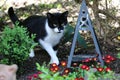 A beautiful small black and white cat is walking in a flowerbed in the garden Royalty Free Stock Photo