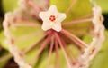 Beautiful small blossom of hoya carnosa. Porcelainflower. Wax plant Royalty Free Stock Photo