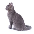 Beautiful small blue cat seen from side. Royalty Free Stock Photo