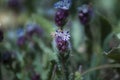 The Beautiful Small Blue, Purple And White Flowers Of The Verbena In The Fielad In The Spring