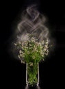 Beautiful small bouquet of white wild flowers in glass vase on isolated black background. Copy space. Royalty Free Stock Photo