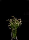 Beautiful small bouquet of white wild flowers in glass vase on isolated black background. Copy space. Royalty Free Stock Photo