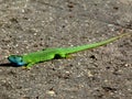 small bright green and blue male European lizard