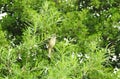 Little brown bird on tree branch, Lithuania Royalty Free Stock Photo