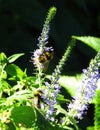 Colorful bee on blue flower, Lithuania Royalty Free Stock Photo