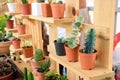 Beautiful small cactus pots in wooden shelf Royalty Free Stock Photo