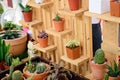 Beautiful small cactus pots in wooden shelf Royalty Free Stock Photo