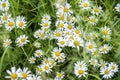 Beautiful small camomiles, white and yellow