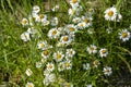 Beautiful small camomiles, white and yellow spots