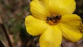 Small bee nectaring  yellow flower Royalty Free Stock Photo