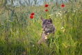 Cat near poppy flowers in a wheat field Royalty Free Stock Photo