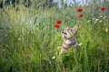 Cat smelling poppies flowers in a wheat field Royalty Free Stock Photo