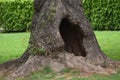 Beautiful small cave in a trunk of a tree