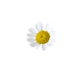 Beautiful small chamomile flower isolated
