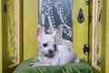 A beautiful Chihuahua dog lies on a green pillow among vintage mirrors and looks away. Royalty Free Stock Photo