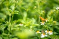 Beautiful small colorful butterfly on the daisy flower in the meadow garden park. With copy space. Royalty Free Stock Photo