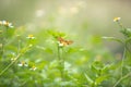 Beautiful small colorful butterfly on the daisy flower in the meadow garden park. With copy space. Royalty Free Stock Photo