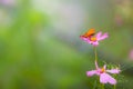 Beautiful small colorful butterfly on the pink daisy flower in the meadow garden park. Royalty Free Stock Photo