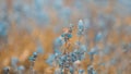 Beautiful small colorful butterfly on the violet or purple lavender flower in the meadow garden park. in warm teal color tone. Royalty Free Stock Photo