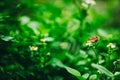 Beautiful small colorful butterfly on the white daisy flower in the meadow garden park. Royalty Free Stock Photo