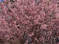 Beautiful Small Colorful Cherry Blossoms in February Before Spring