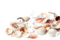 Beautiful small and colorful sea shells isolated on white background Royalty Free Stock Photo