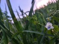 common asystasia flower that looks beautiful and small