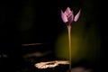 Beautiful small crocus flower with a spider web near the tulip shot in detail against a dark background