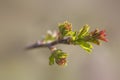 A l small delicate first spring bud on a tree branch Royalty Free Stock Photo