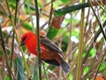 Beautiful Small Delicate Red Cardinal Fody or Common Fody Bird Male Sitting on Branch Royalty Free Stock Photo