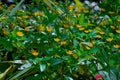 Beautiful Small, Delicate Yellow Flowering Plant Blackfoot Daisy Or Melampodium Divaricatum