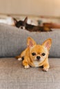 Beautiful small dog brown chihuahua lying on the sofa at home.