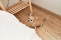 Beautiful small dog chihuahua trying to get on the bed at the bedroom at home, waiting and asking to be hold