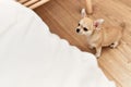 Beautiful small dog chihuahua trying to get on the bed at the bedroom at home, waiting and asking to be hold