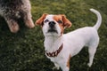 A beautiful small dog having fun in the park. It is looking at something closely near the camera. It has brown and white fur. Pets