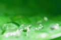 Beautiful small drops of fresh morning dew in juicy green grass macro close-up. Dripping clean transparent water spring summer in Royalty Free Stock Photo